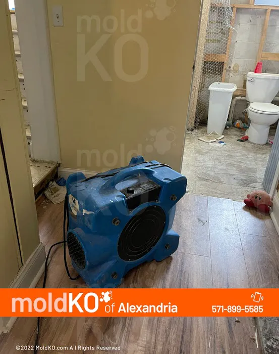 Mold KO of Alexandria Picture 6