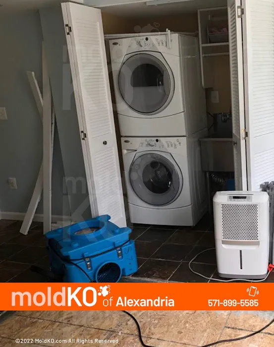 Mold KO of Alexandria Picture 8