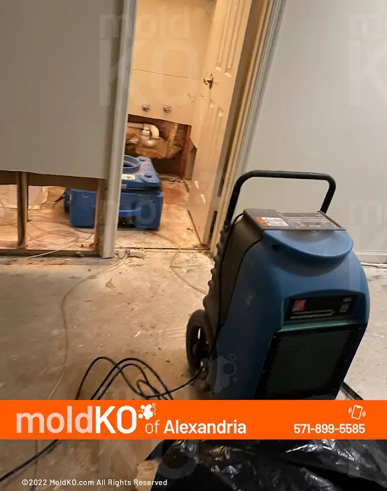 Mold KO of Alexandria Picture 5