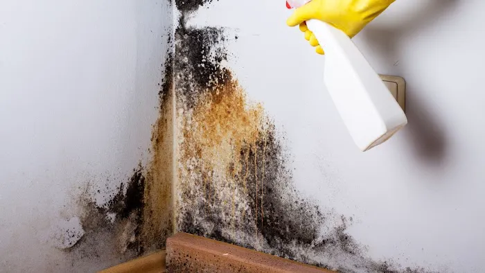 Richmond VA Mold Removal Experts Picture 5