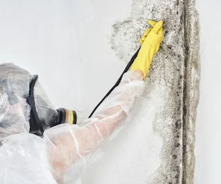 Richmond VA Mold Removal Experts