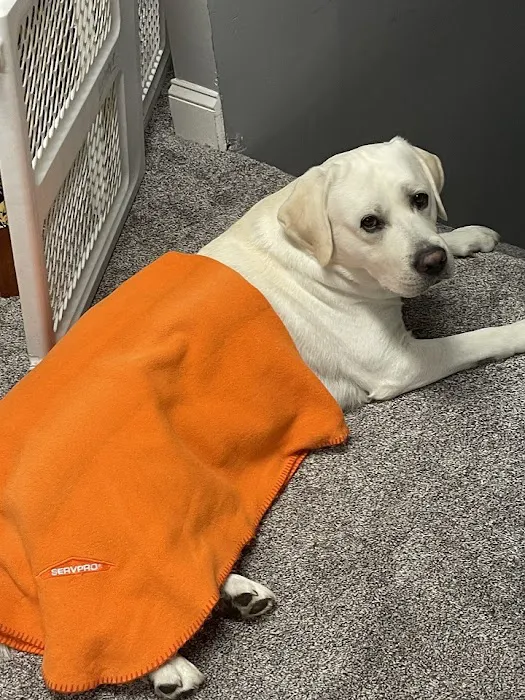 SERVPRO of Brandywine / Wilmington Picture 2