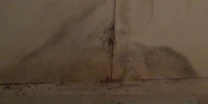 Certified Mold & Water Damage Restoration LLC Picture 6