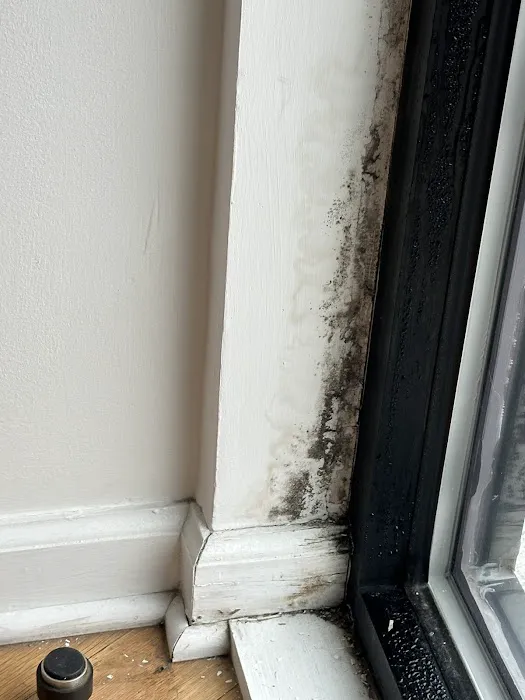 Green Guard Mold Specialist Elizabeth Picture 6