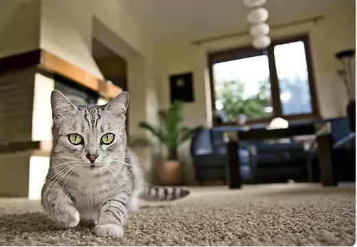 All Dry Restoration LLC Picture 3