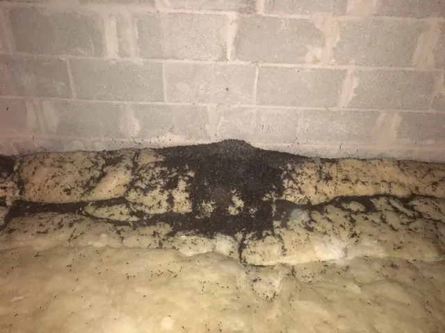 ServiceMaster TEAM - Feasterville Picture 5