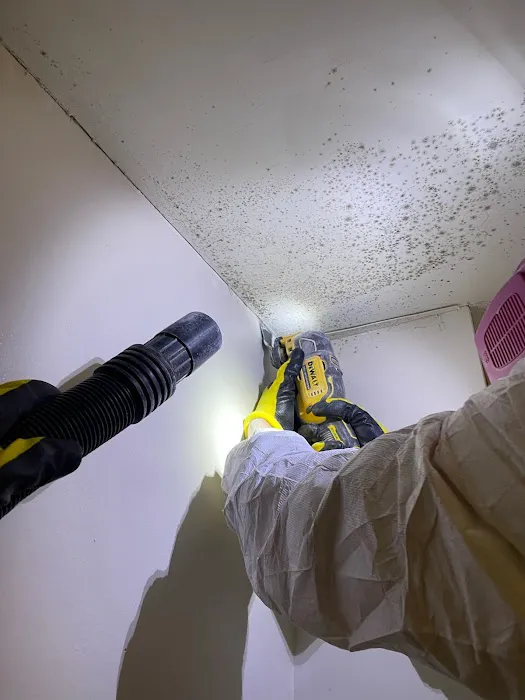 Top Shelf Mold Removal Picture 2