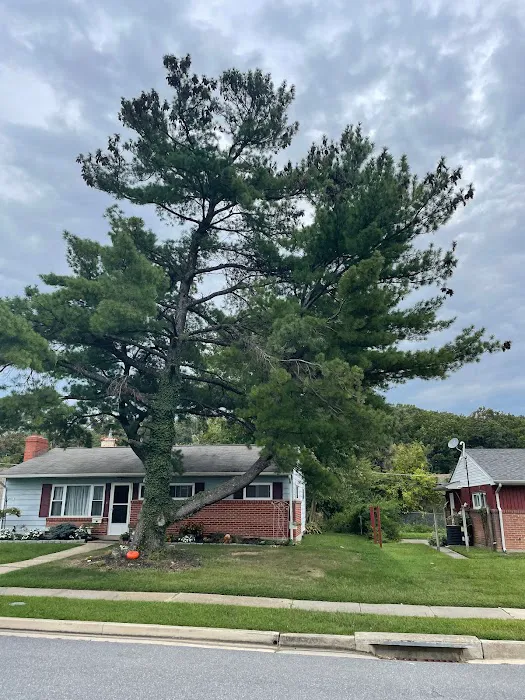 Allied Restoration Picture 2