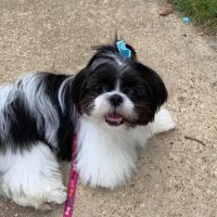 ServiceMaster by America's Restoration Services, LLC ico