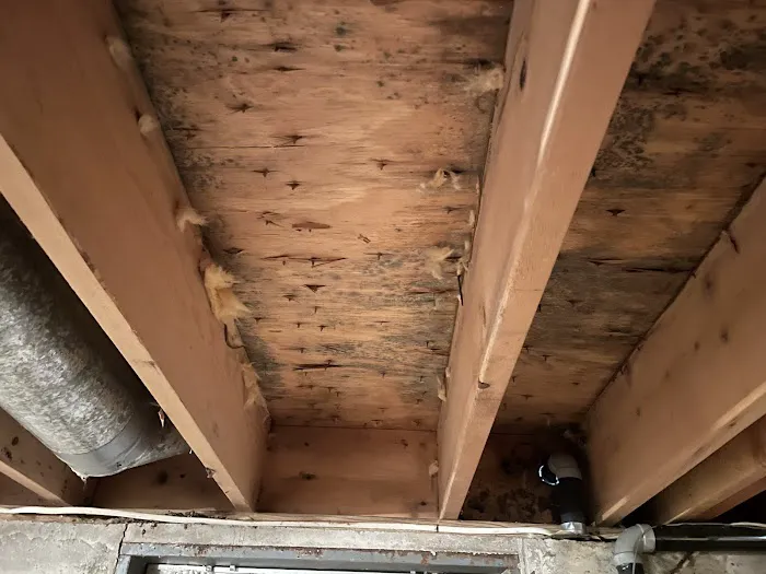 Mold Solutions & Inspections Picture 8