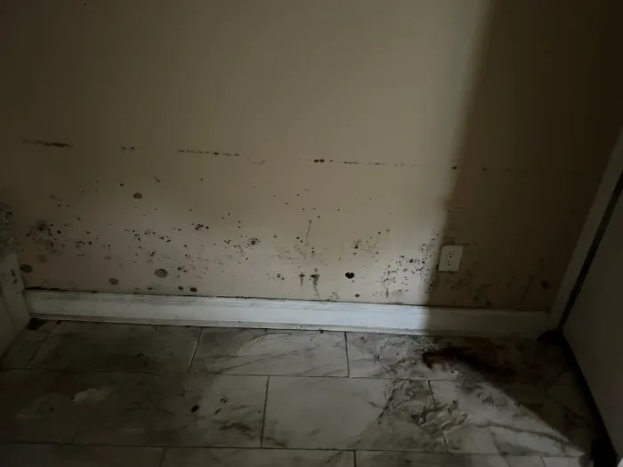 Mold Solutions & Inspections Picture 9