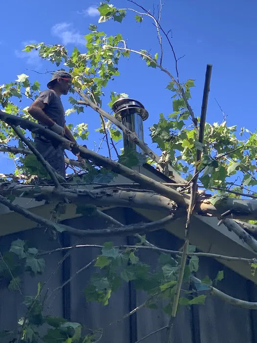 Liberty Restoration Picture 9