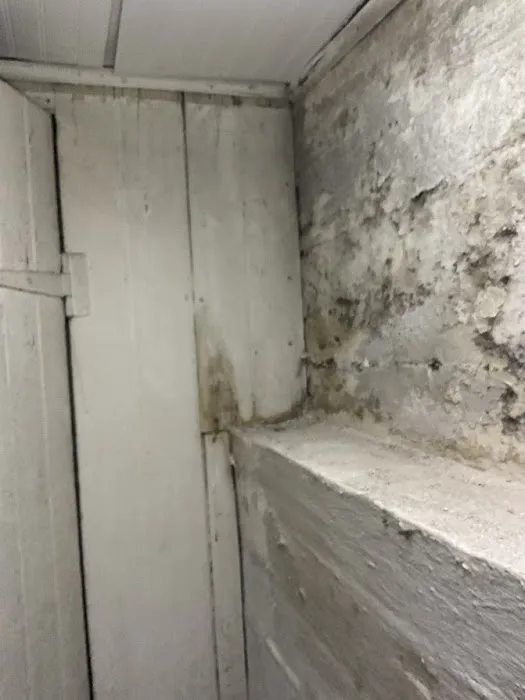 Tasice Mold Removal & Cleaning Picture 1