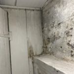 Tasice Mold Removal & Cleaning