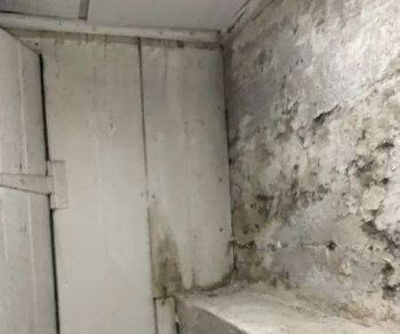 Tasice Mold Removal & Cleaning