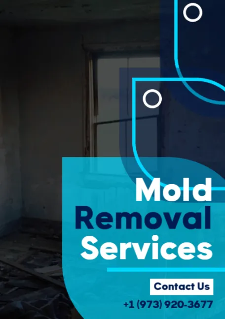 ZND-THT Mold Removal & Mold Remediation Service East Orange, NJ Picture 2