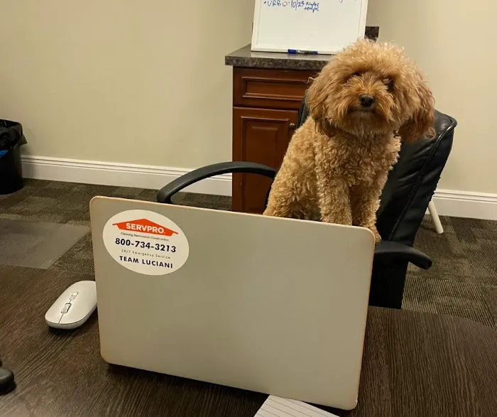 SERVPRO of Edison Picture 7