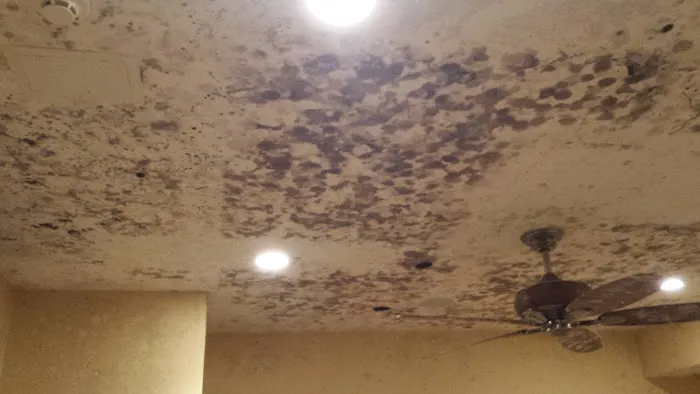 Fresh Maintenance Picture 7