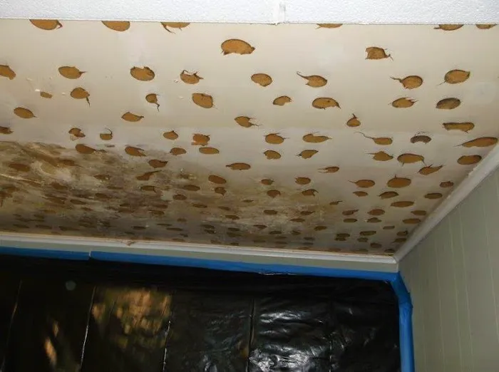 MDL Restoration, Inc. Picture 9