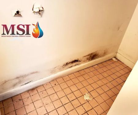 Mold Solutions & Inspections