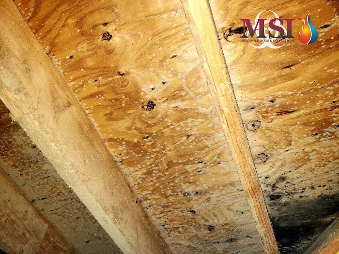 Mold Solutions & Inspections Picture 8