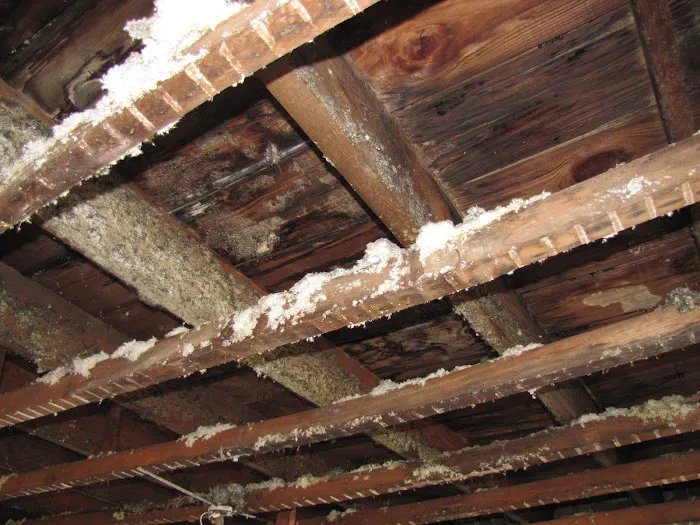 Mold Solutions & Inspections Picture 9