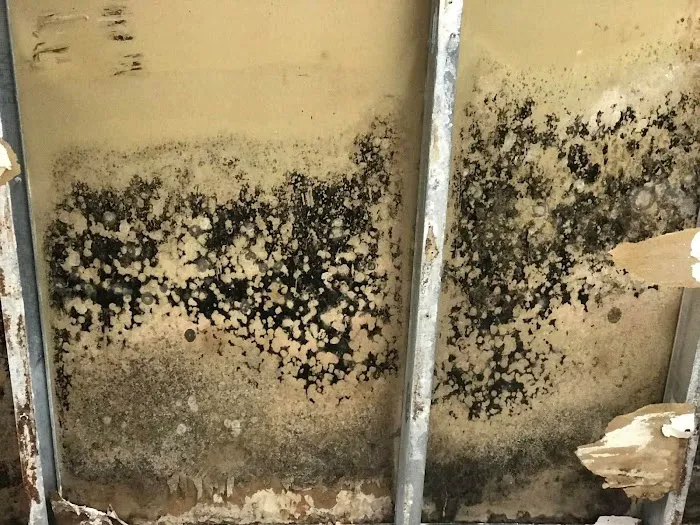 Prime Mold Removal Brooklyn Picture 4