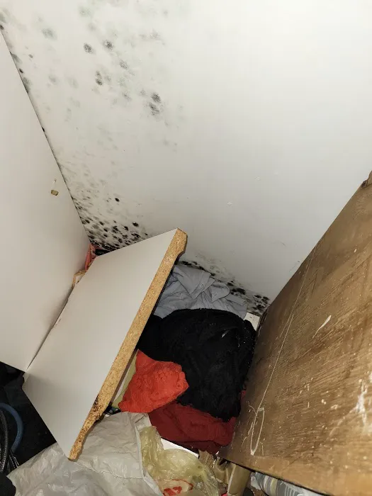 Whac A Mold Picture 3