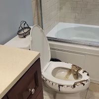 MoldMD Solutions ico