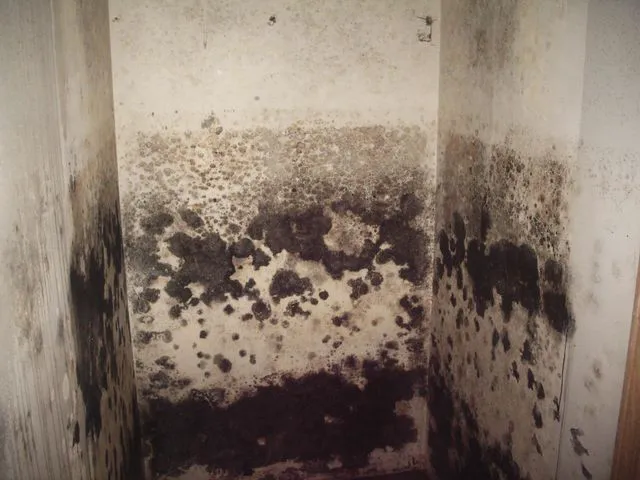 Westchester Mold Removal & Remediation Picture 3