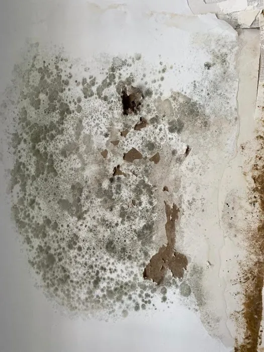 Bowerman Cleaning Picture 4