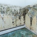 Peacock Mold Services LLC