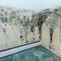 Peacock Mold Services LLC ico