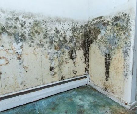 Peacock Mold Services LLC