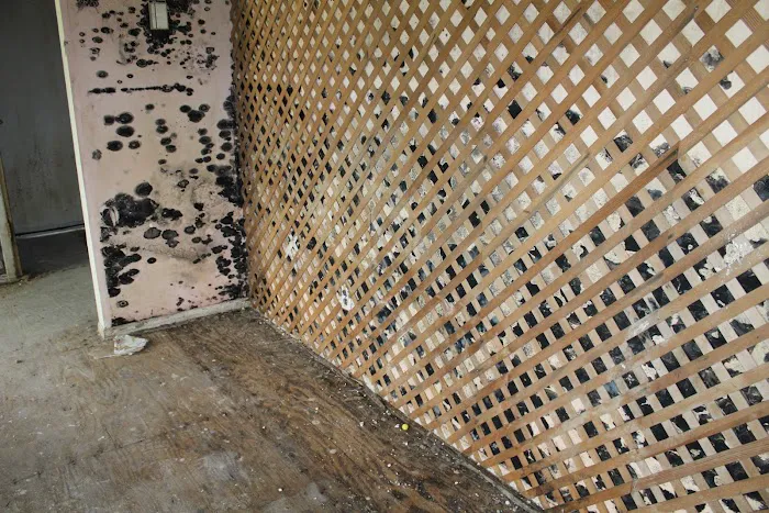 Peacock Mold Services LLC Picture 7