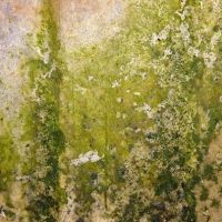 Remediation Pros ico