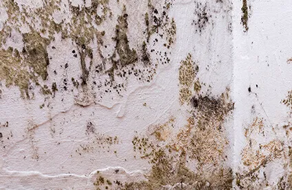 American Eagle Foundation Repair and Waterproofing Experts Picture 3