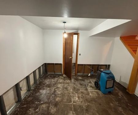 New York Mold Specialist