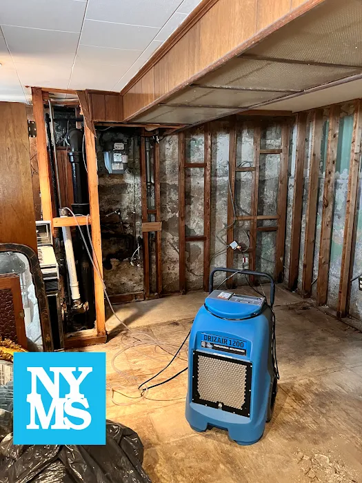 New York Mold Specialist Picture 3