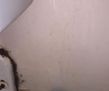 Prime Mold Remediation of Williamsburg