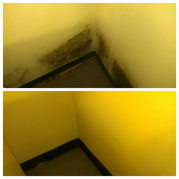 New Jersey Mold Picture 6