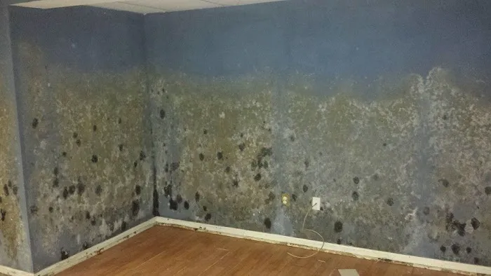 New Jersey Mold Picture 5
