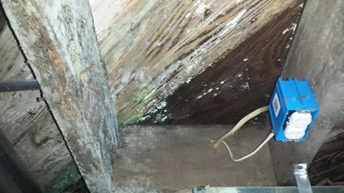 New Jersey Mold Picture 3