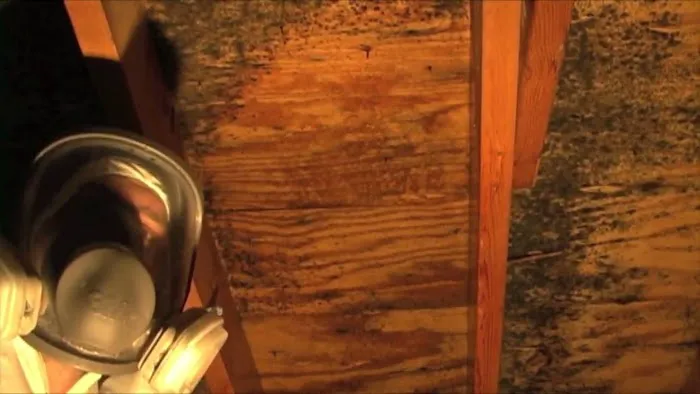 New Jersey Mold Picture 4