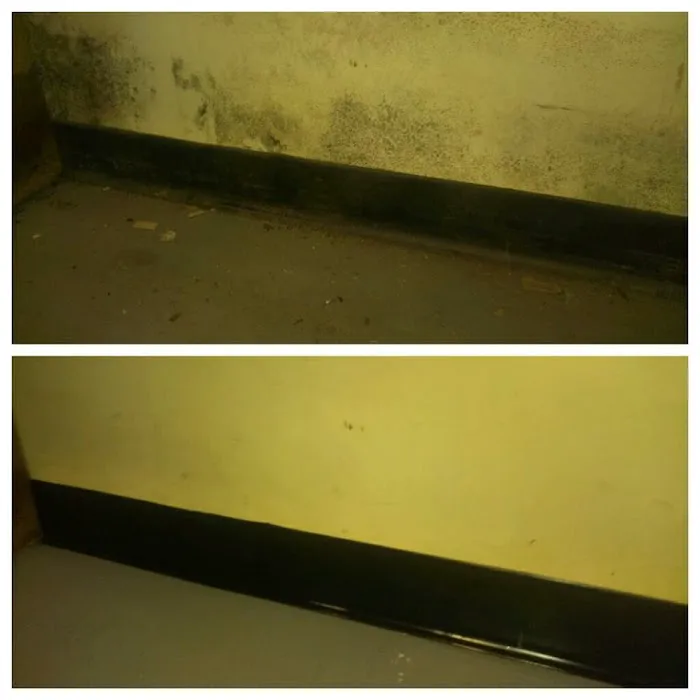 New Jersey Mold Picture 7