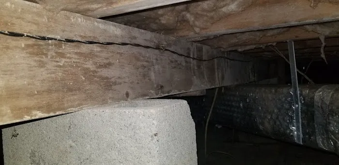 New Jersey Mold Picture 8