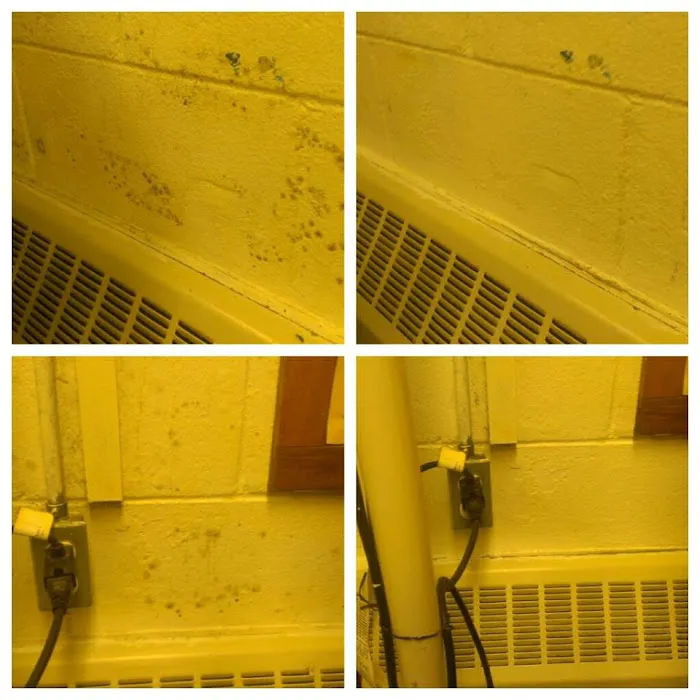 New Jersey Mold Picture 10