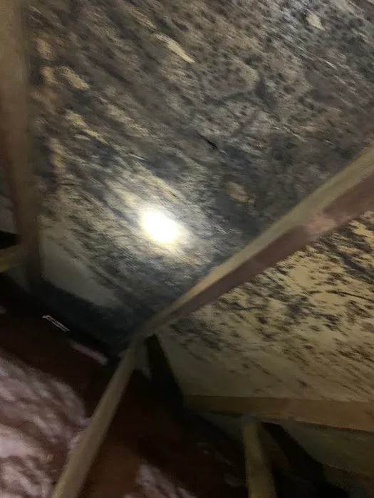 Bold Mold Eliminators LLC Picture 1