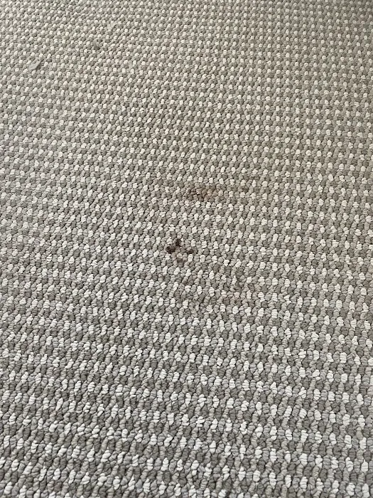 Patrick Family Chem-Dry Picture 2