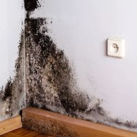 Mold Removal Masters Queens ico